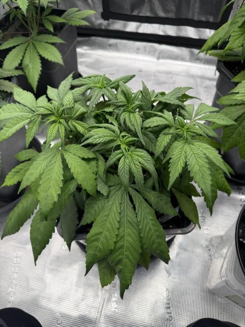 3x FastBuds. Week 3