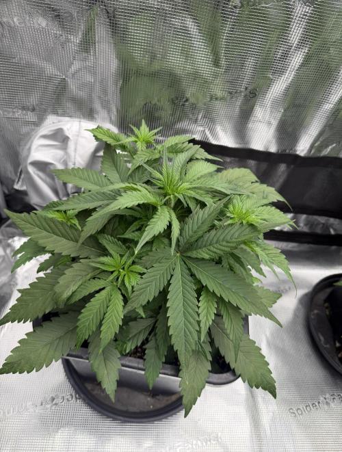 3x FastBuds. Week 3 - Pound Cake not the biggest one but i will be a small boomb :D 