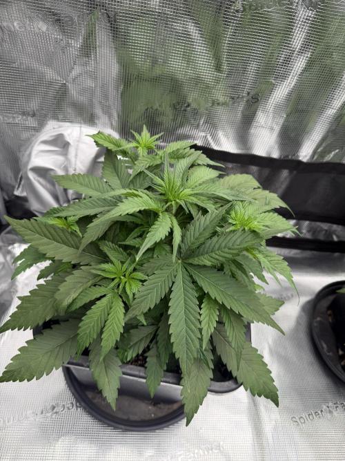 3x FastBuds. Week 3 - Pound Cake 