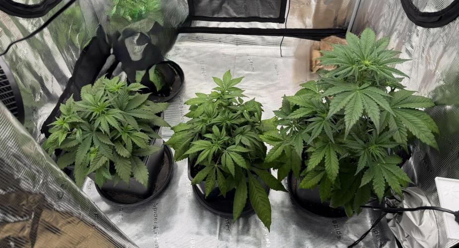 3x FastBuds. Week 3