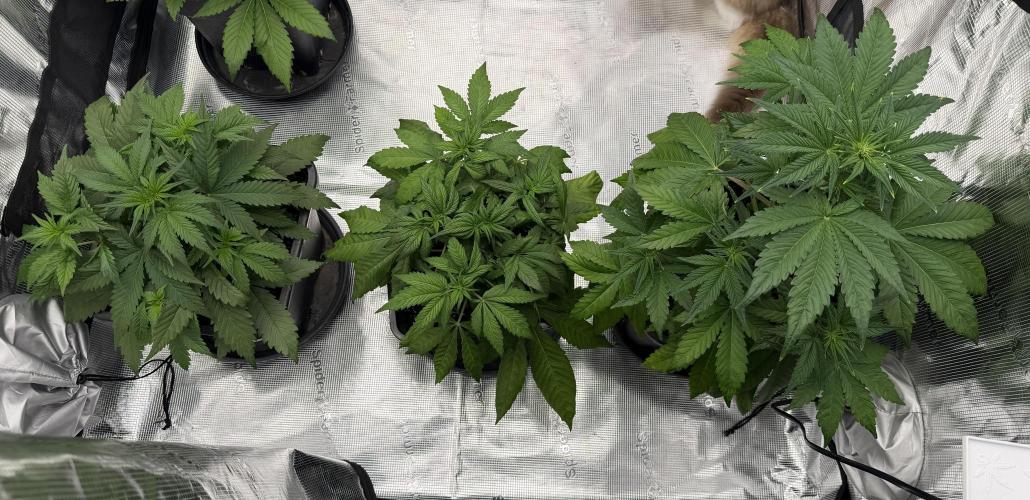 3x FastBuds. Week 3