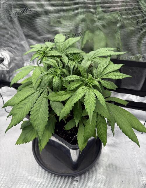 3x FastBuds. Week 3
