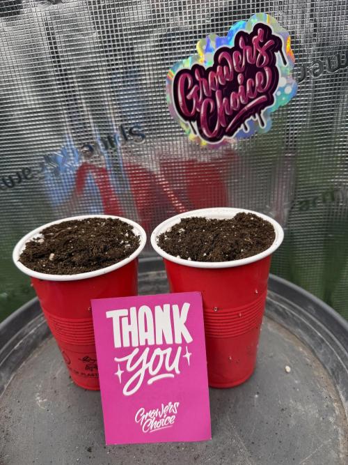 Watermelon Growers Choice Contest 2026. Week 0