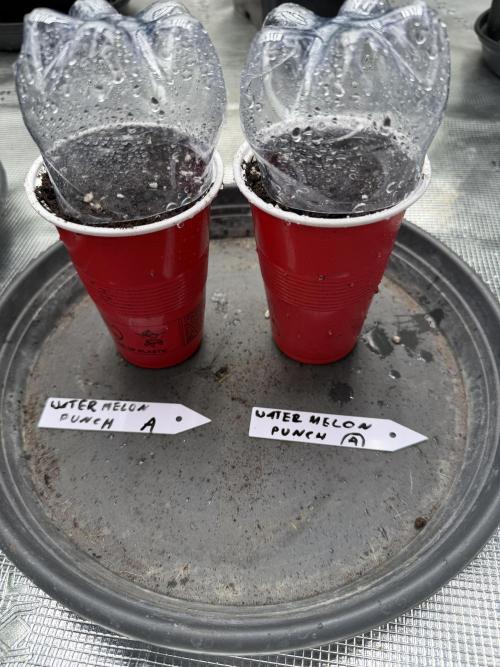 Watermelon Growers Choice Contest 2026. Week 0