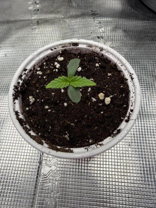 Watermelon Growers Choice Contest 2026. Week 0