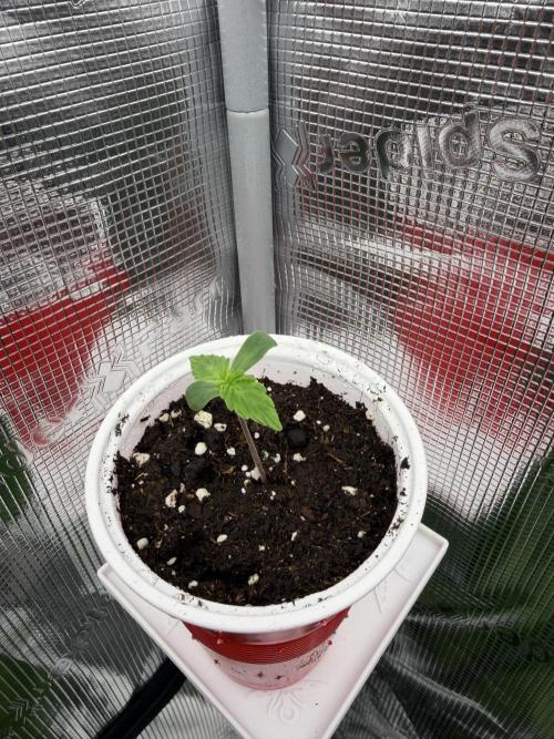 Watermelon Growers Choice Contest 2026. Week 0