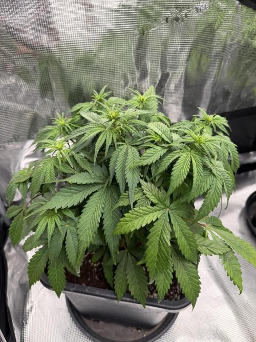 3x FastBuds. Week 4