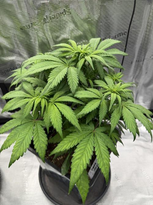 3x FastBuds. Week 4