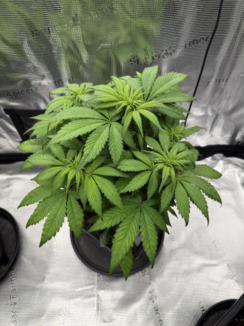 3x FastBuds. Week 4