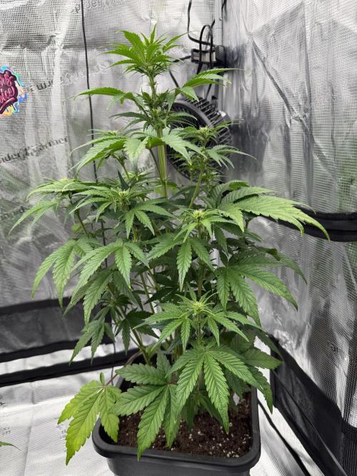 3x FastBuds. Week 4