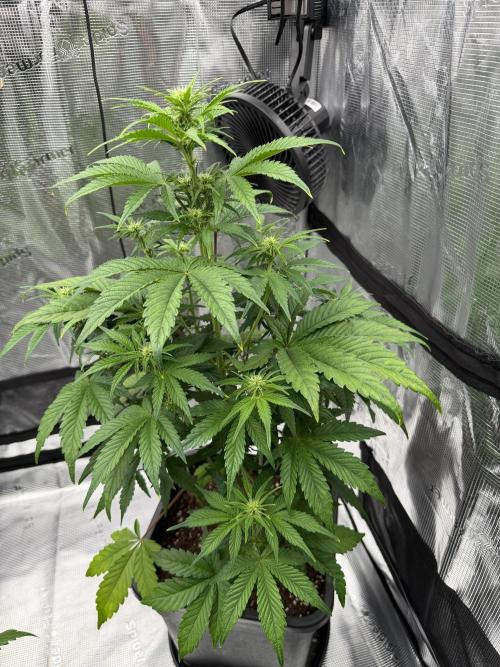 3x FastBuds. Week 4
