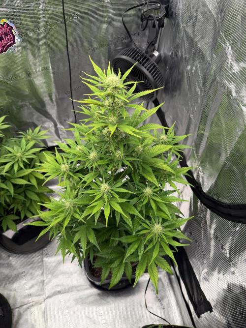 3x FastBuds. Week 1 - Orange 