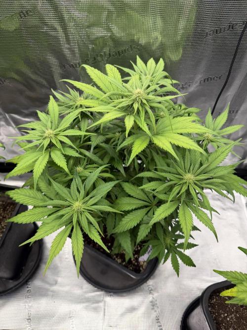 3x FastBuds. Week 1 - gorilla