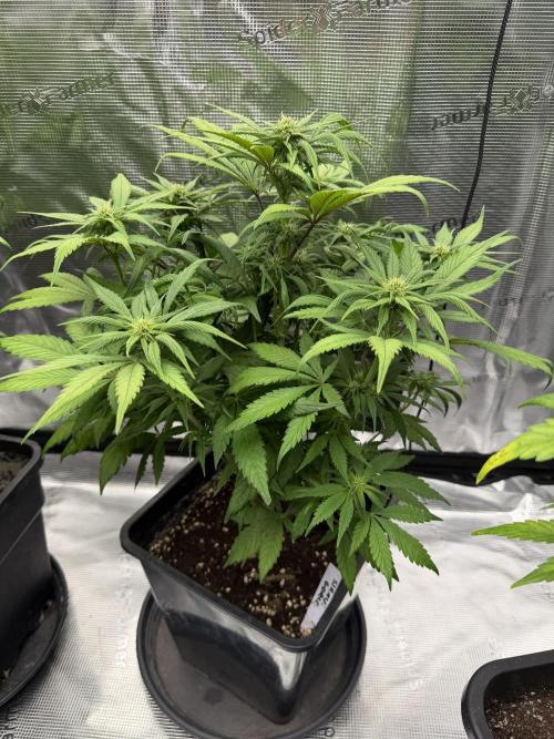 3x FastBuds. Week 1 - gorilla