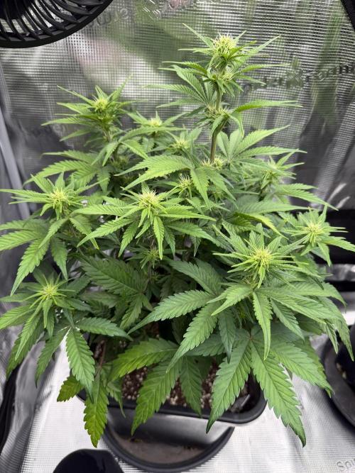 3x FastBuds. Week 1 - Pound