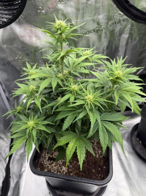 3x FastBuds. Week 1 - Pound 