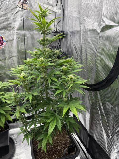 3x FastBuds. Week 1 - Orange 