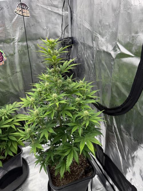 3x FastBuds. Week 1 - Orange 