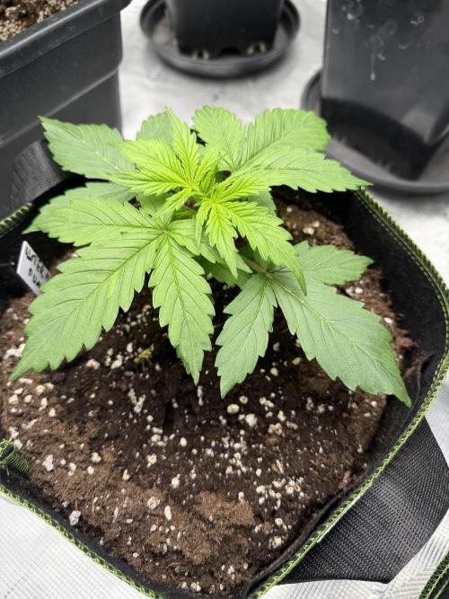 Watermelon Growers Choice Contest 2026. Week 1