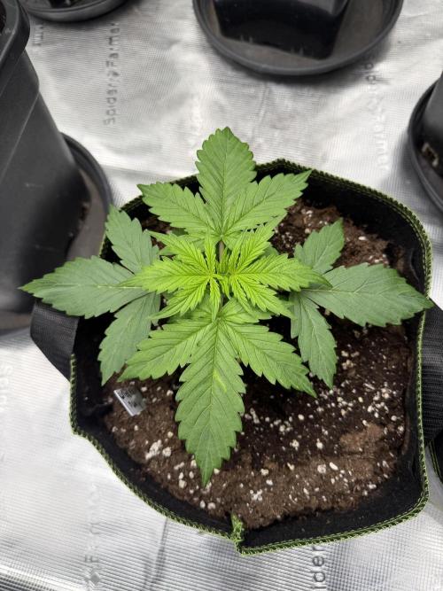 Watermelon Growers Choice Contest 2026. Week 1