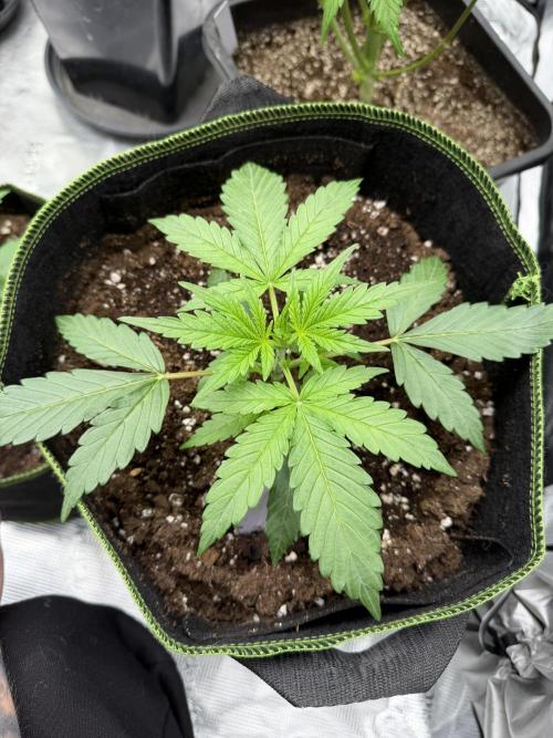 Watermelon Growers Choice Contest 2026. Week 1