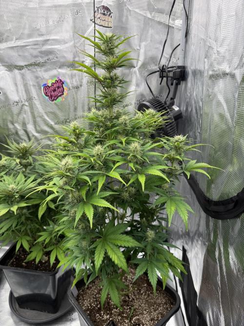 3x FastBuds. Week 5