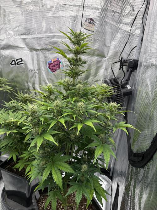 3x FastBuds. Week 5