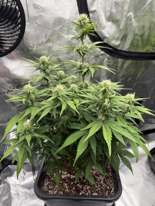 3x FastBuds. Week 5