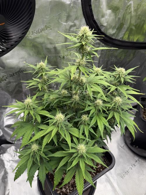3x FastBuds. Week 5