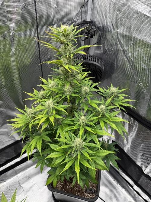 3x FastBuds. Week 5