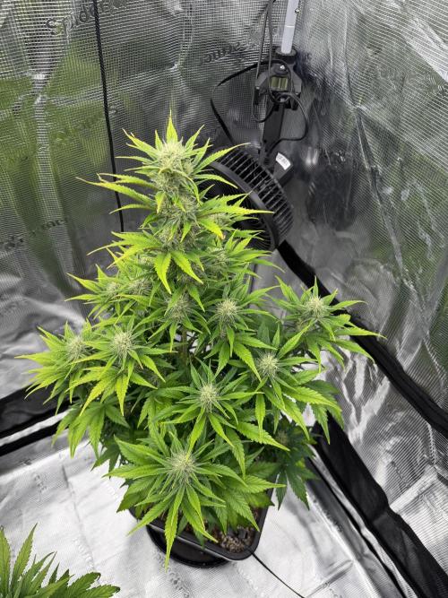 3x FastBuds. Week 5