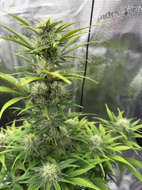 3x FastBuds. Week 5