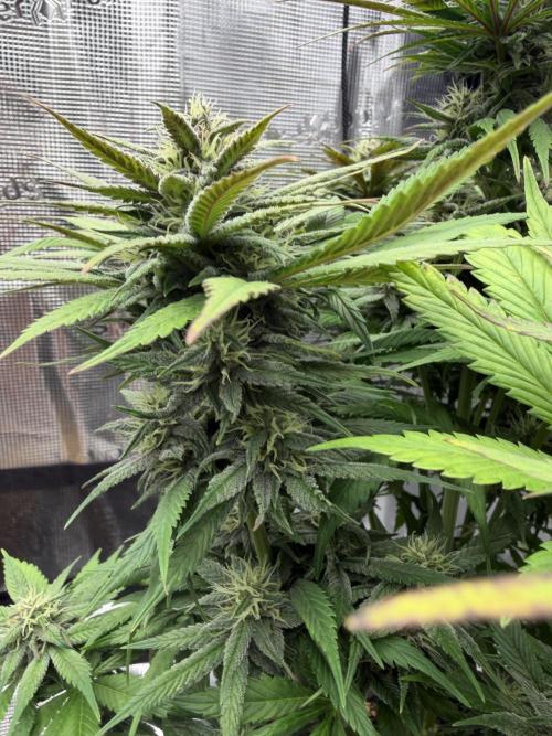 3x FastBuds. Week 6 - strawberry gorilla 