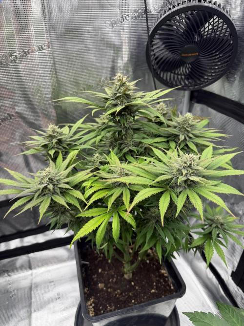 3x FastBuds. Week 6 - strawberry gorilla 
