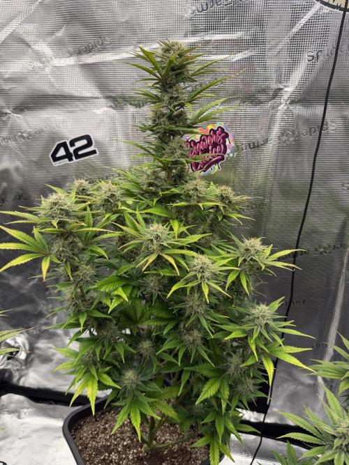 3x FastBuds. Week 6 - Orange Sherbet