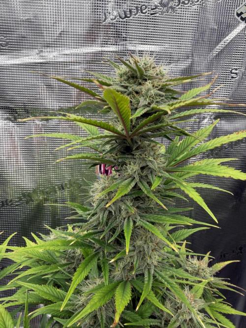 3x FastBuds. Week 6 - Orange Sherbet