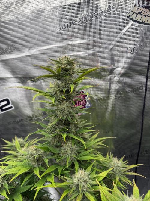 3x FastBuds. Week 6 - Orange Sherbet