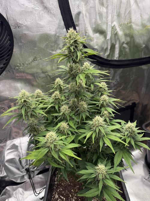 3x FastBuds. Week 6 - Pound Cacke