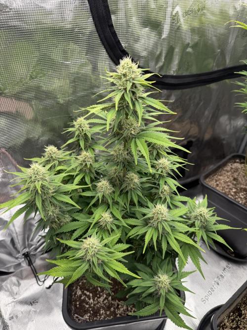 3x FastBuds. Week 6 - Pound Cacke
