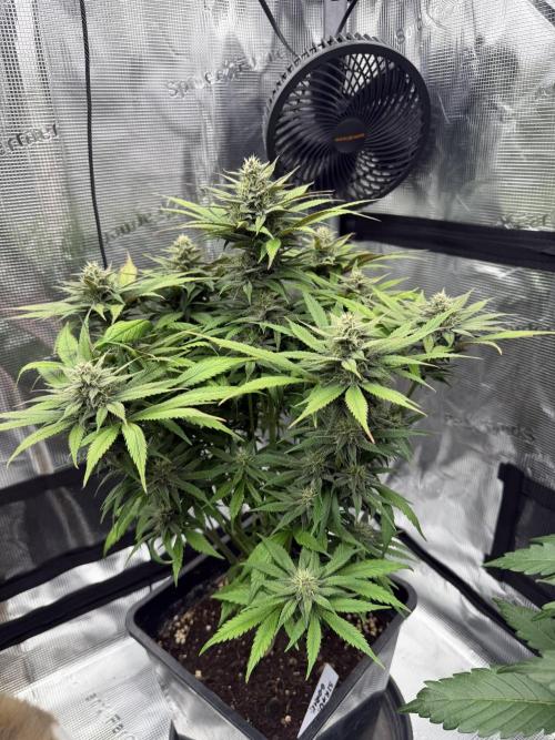 3x FastBuds. Week 6 - strawberry gorilla 