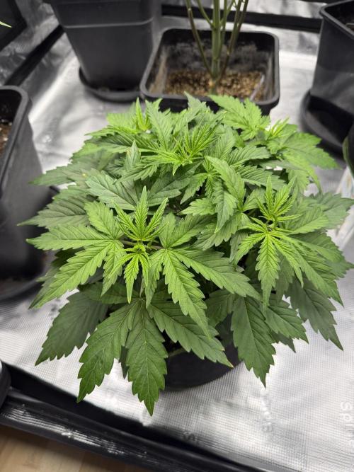 Watermelon Growers Choice Contest 2026. Week 2