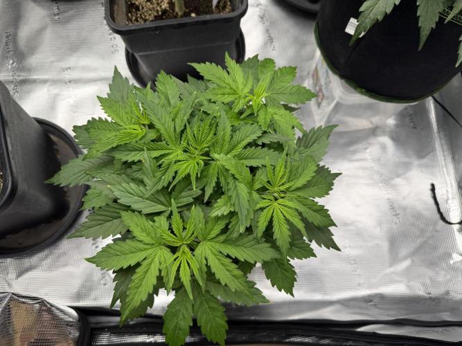 Watermelon Growers Choice Contest 2026. Week 2
