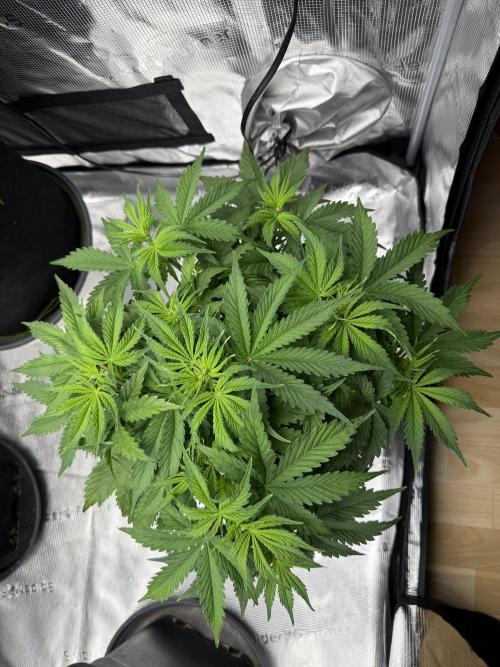 Watermelon Growers Choice Contest 2026. Week 3