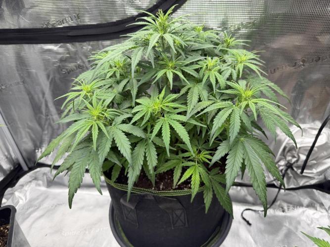 Watermelon Growers Choice Contest 2026. Week 3