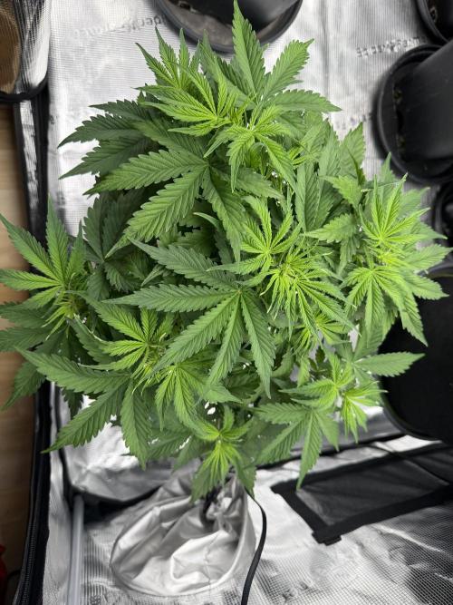 Watermelon Growers Choice Contest 2026. Week 3