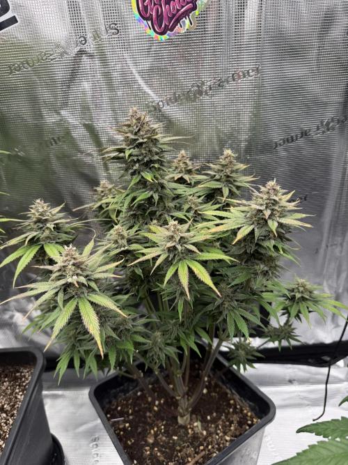 3x FastBuds. Week 7 - Strawberry gorilla 