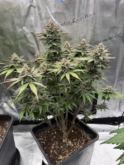 3x FastBuds. Week 7 - Strawberry gorilla
