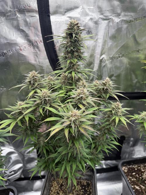 3x FastBuds. Week 7 - Strawberry gorilla