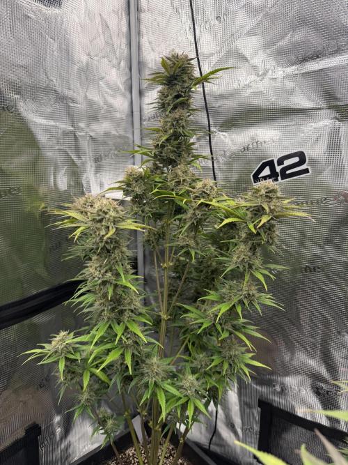 3x FastBuds. Week 7 - Orange 