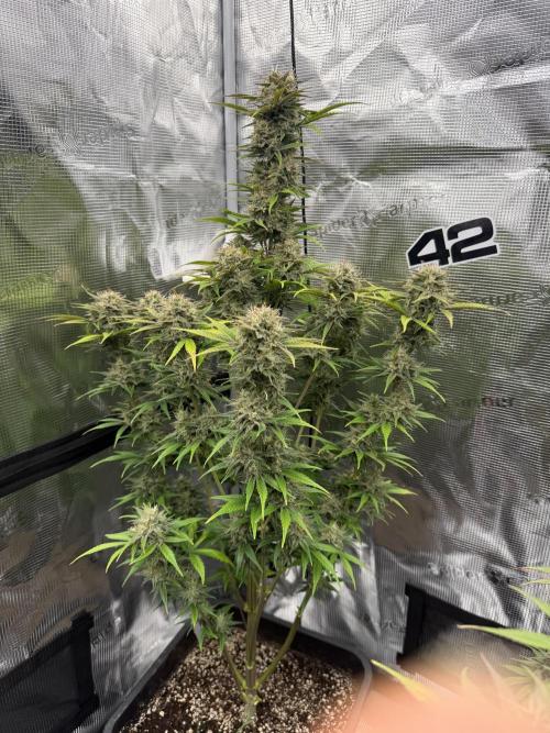 3x FastBuds. Week 7 - Orange